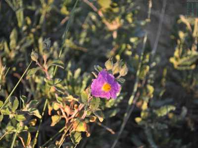 Il violetto offerto dai petali "stropicciati" dei cisti
